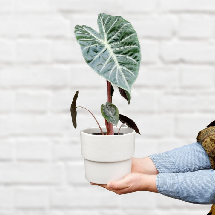 Elephant Ear - Pink Dragon - Shop Online!