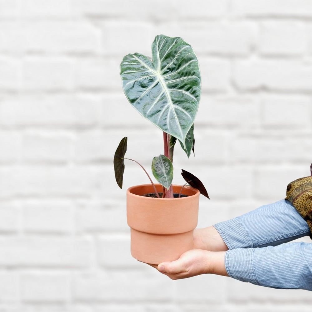 Elephant Ear - Pink Dragon - Shop Online!