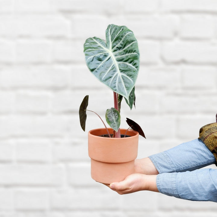 Elephant Ear - Pink Dragon - Shop Online!