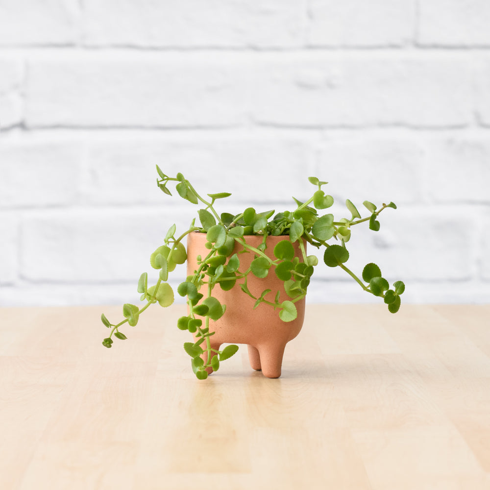 Pippin Planter - Terracotta - Shop Online!