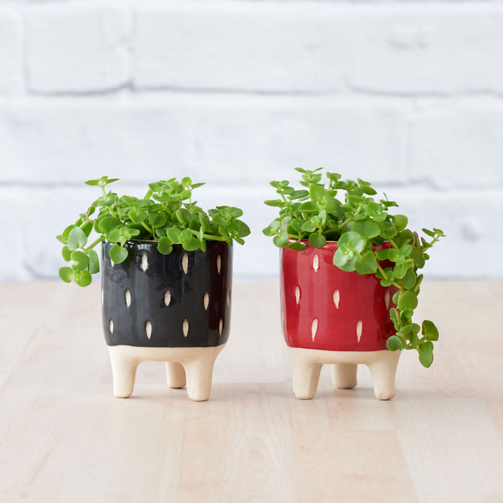 Pippin Planter - Shop Online!