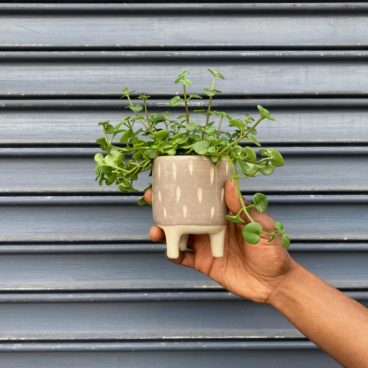 Pippin Planter - Shop Online!