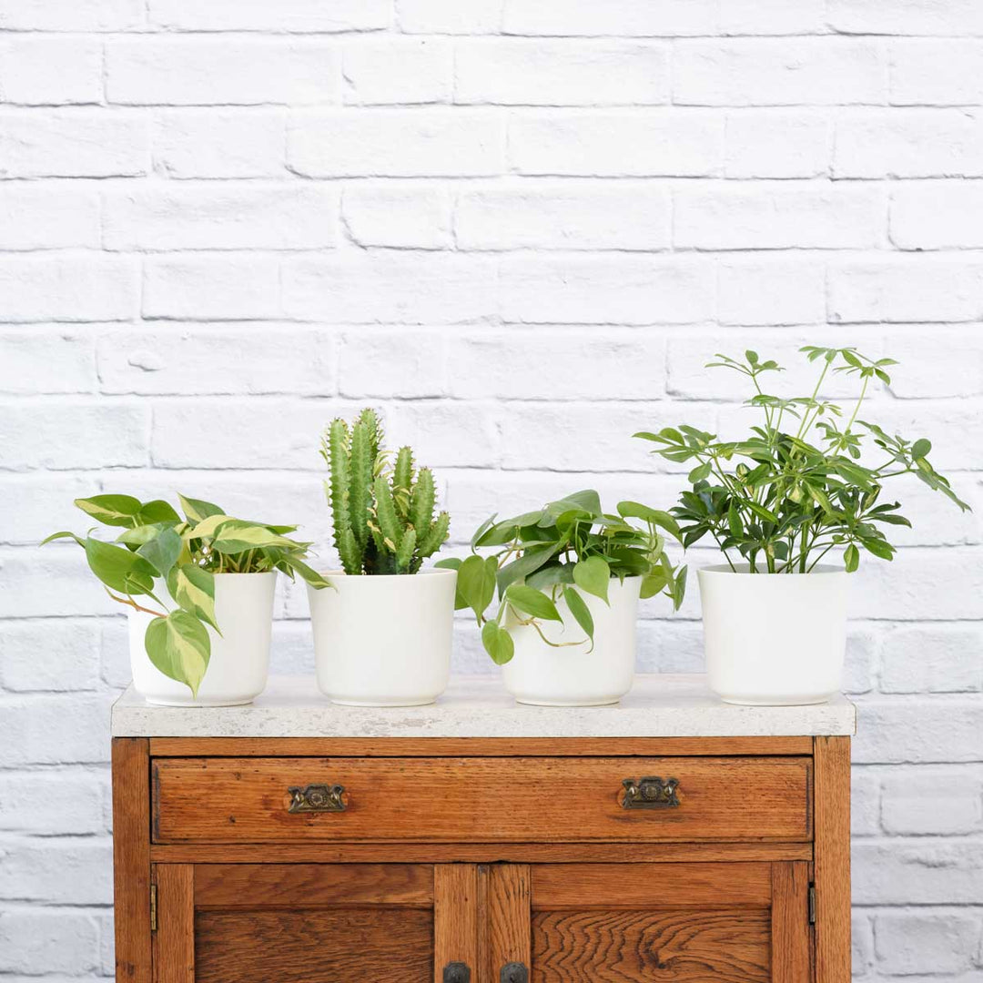 Plant Parent Pack - Shop Online!