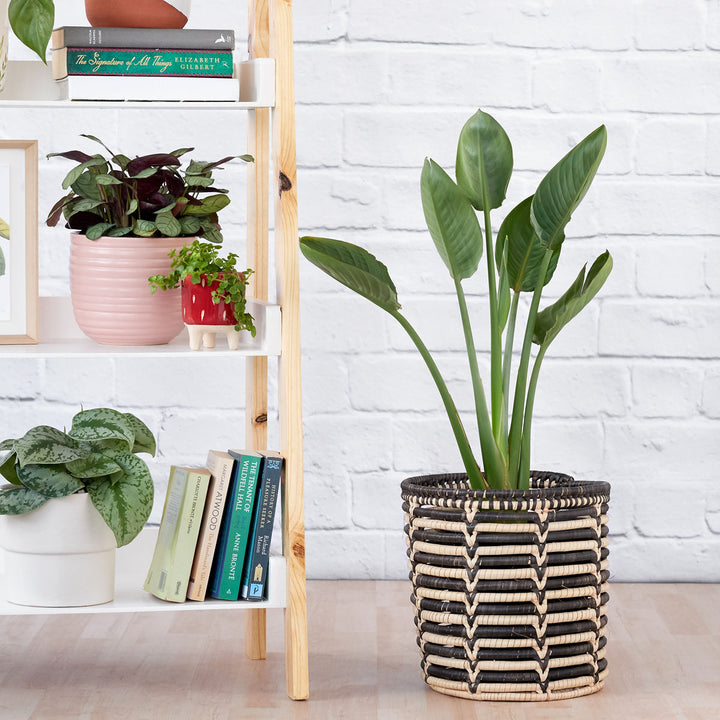 Bird of Paradise - Strelitzia Reginae - Shop Online!