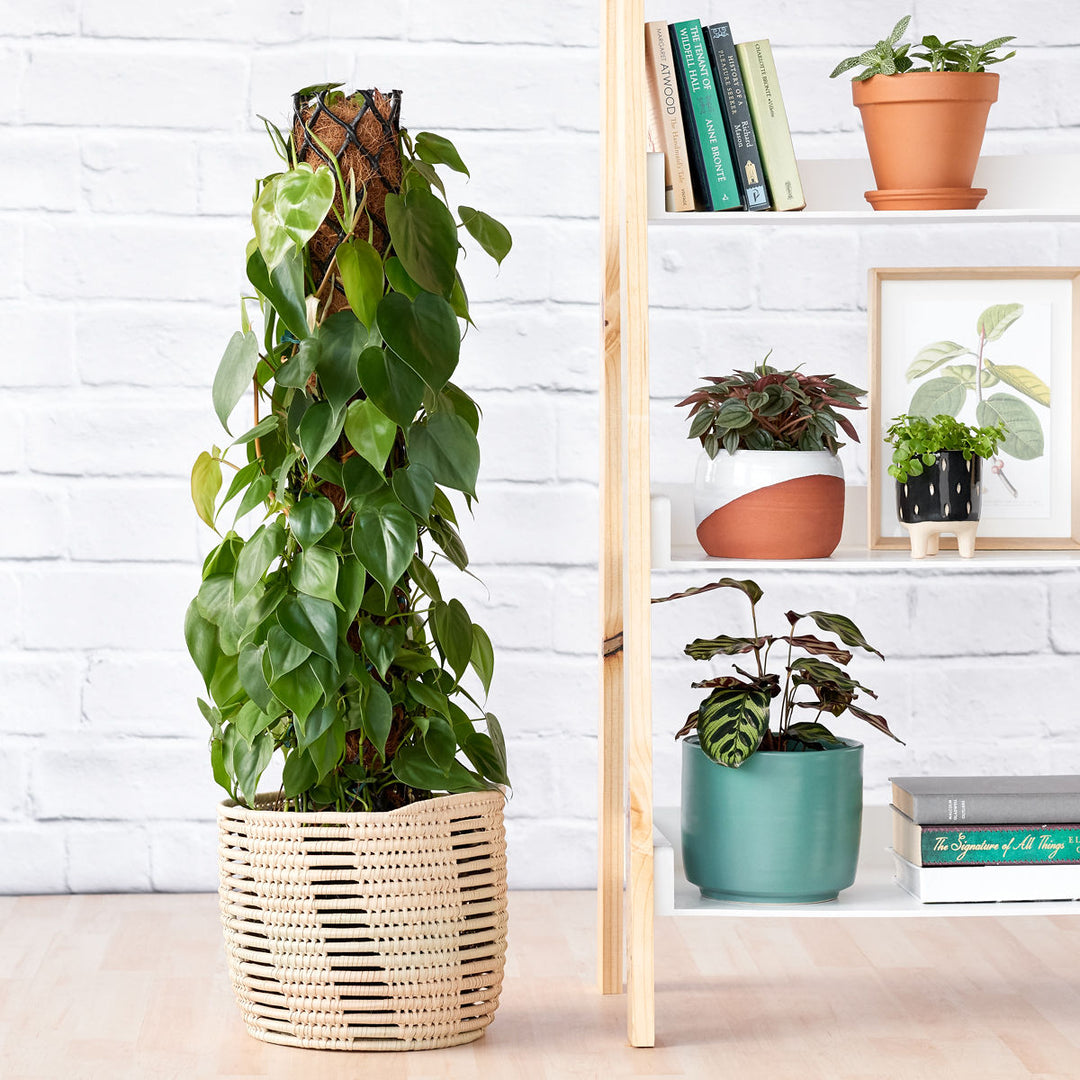 Heart Leaf Philodendron - Moss Pole - Shop Online!