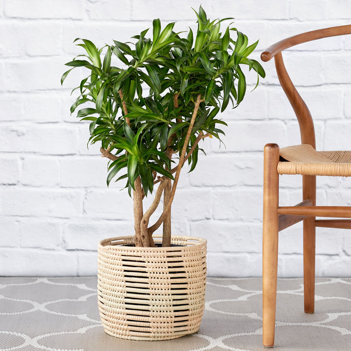 Dragon Tree - Song of Jamaica - Shop Online!