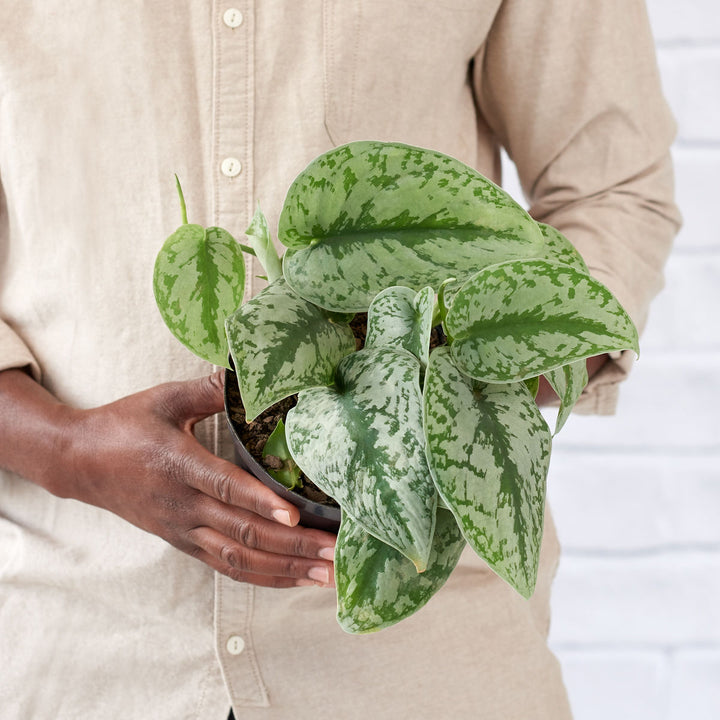 Pothos - Silver Splash - Shop Online!