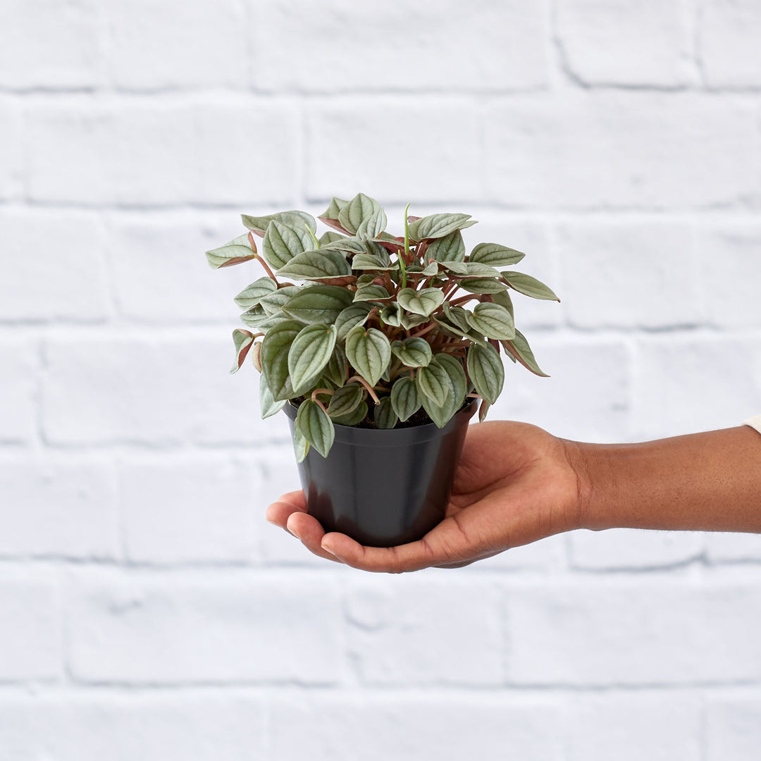 Peperomia Napoli Nights - Shop Online!