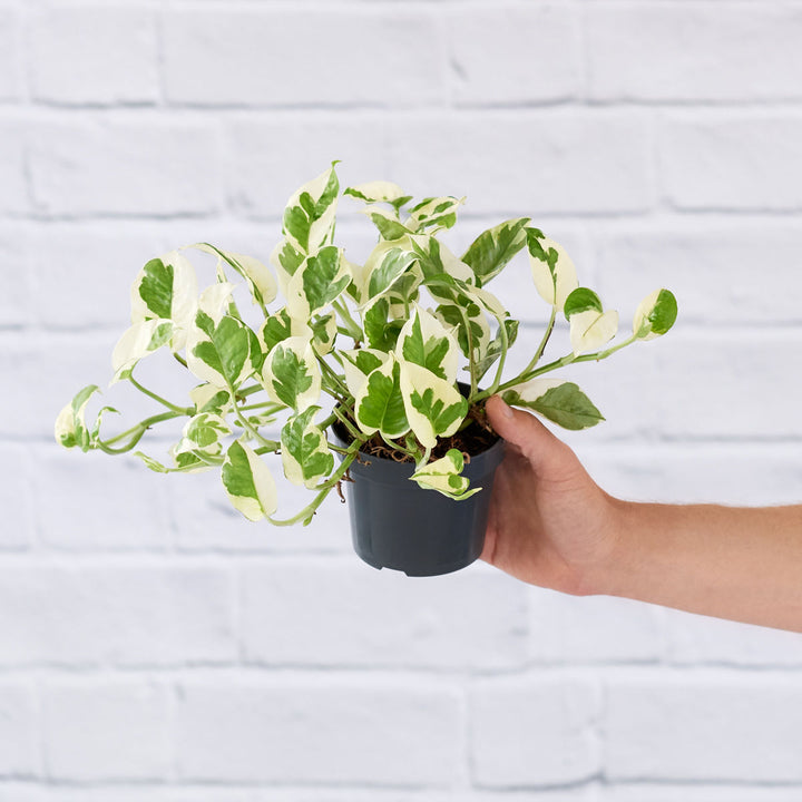 Pothos - N'Joy - Shop Online!