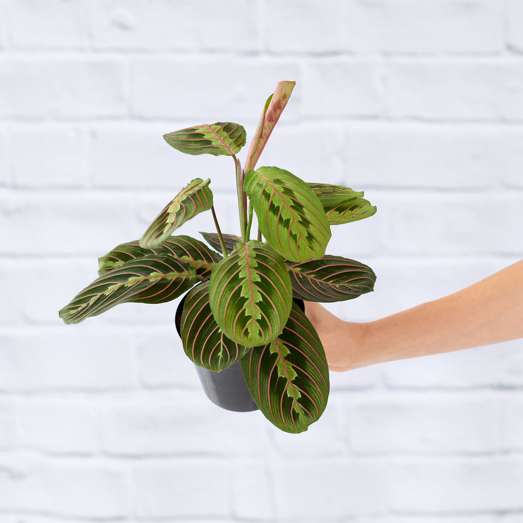 Prayer Plant - Shop Online!