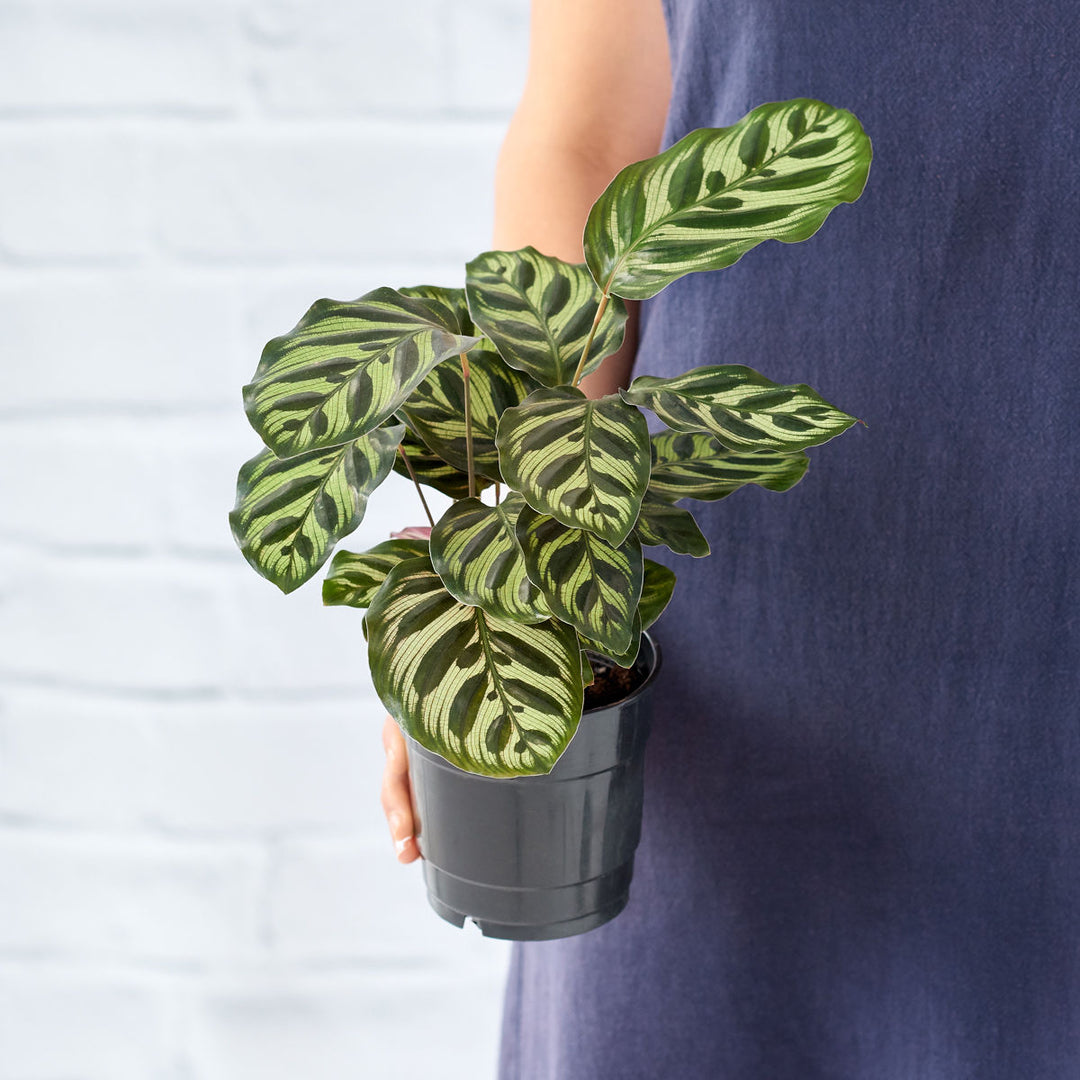 Calathea Makoyana - Shop Online!