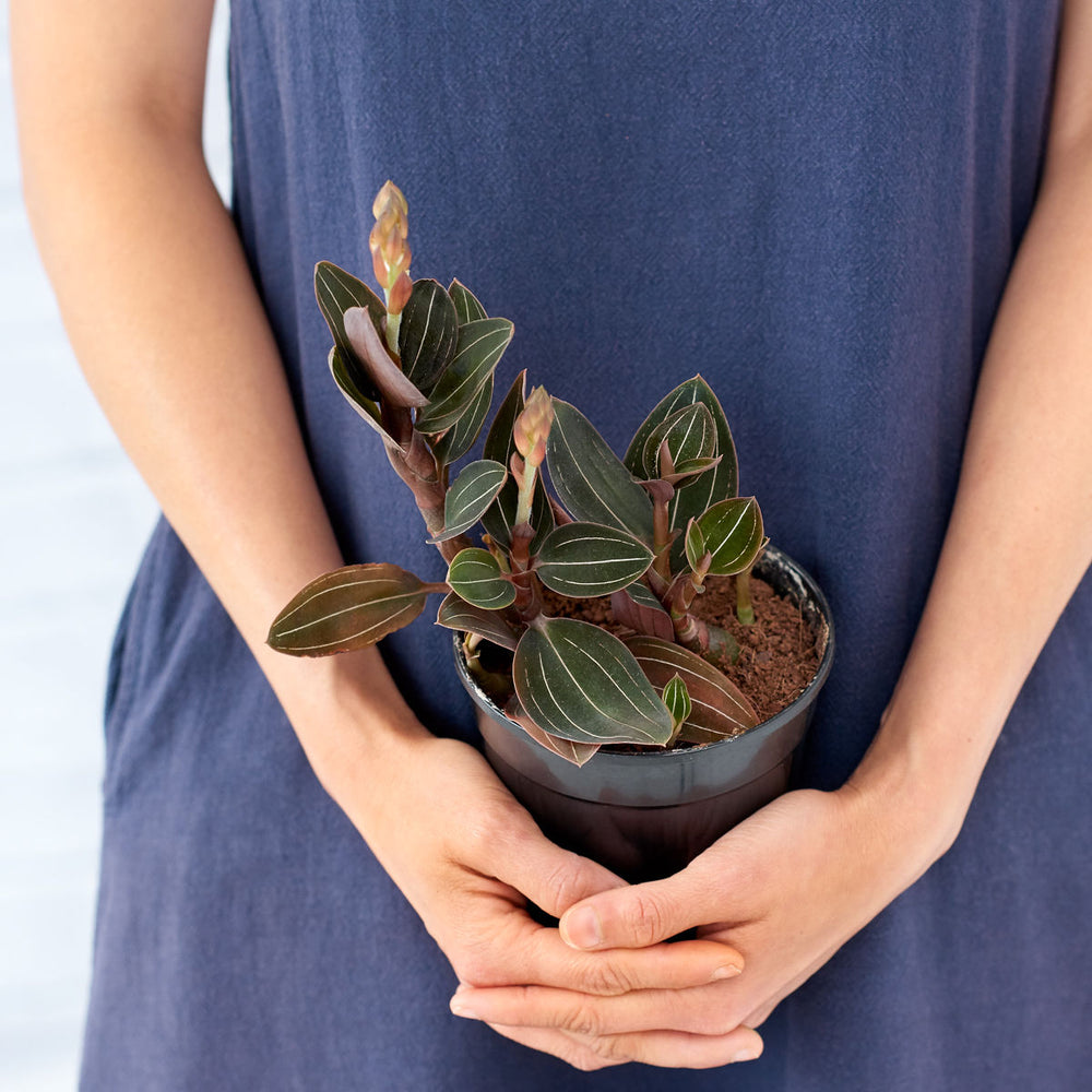 Jewel Orchid - Shop Online!