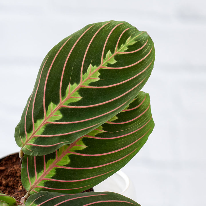 Prayer Plant - Shop Online!