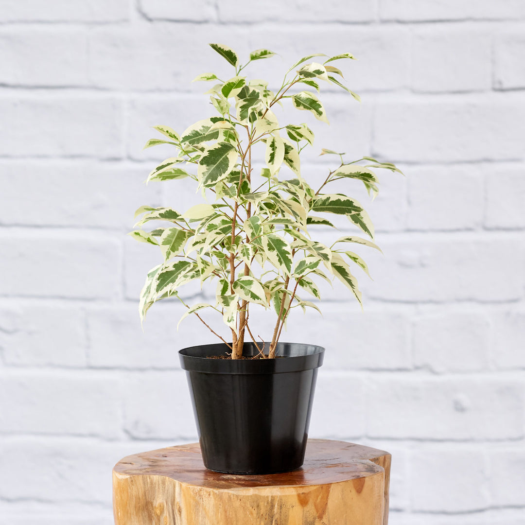 Ficus Starlight - Shop Online!