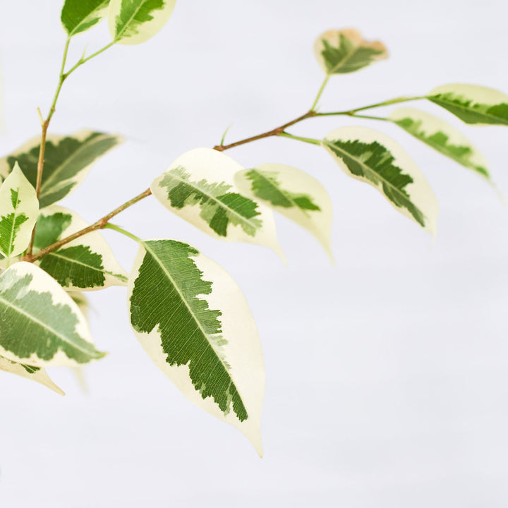 Ficus Starlight - Shop Online!