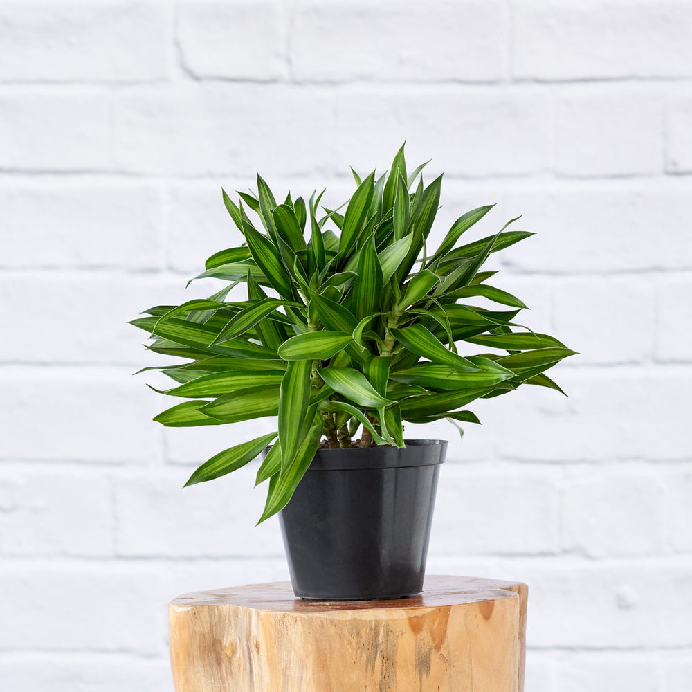 Dragon Tree - Song of Jamaica - Shop Online!