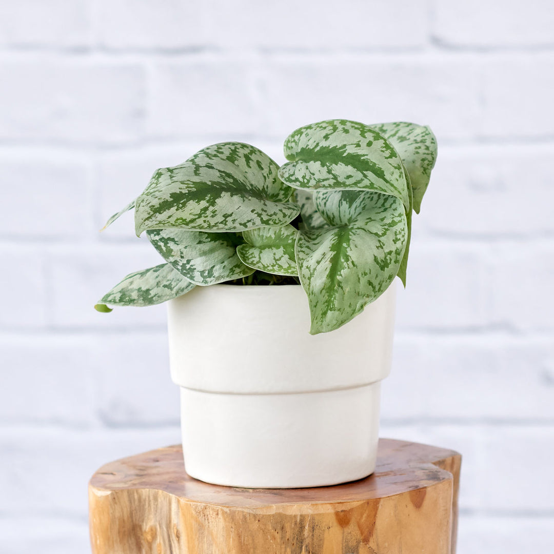Pothos - Silver Splash - Shop Online!