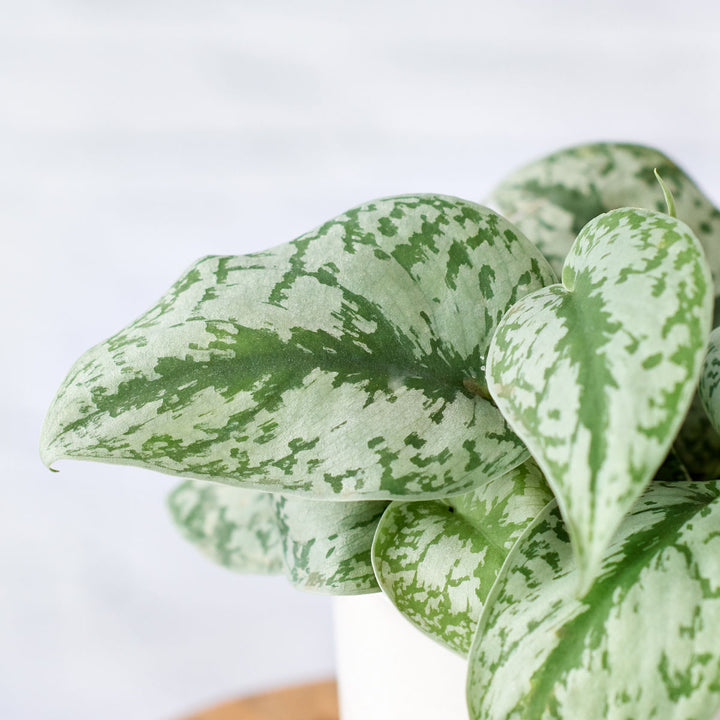 Pothos - Silver Splash - Shop Online!