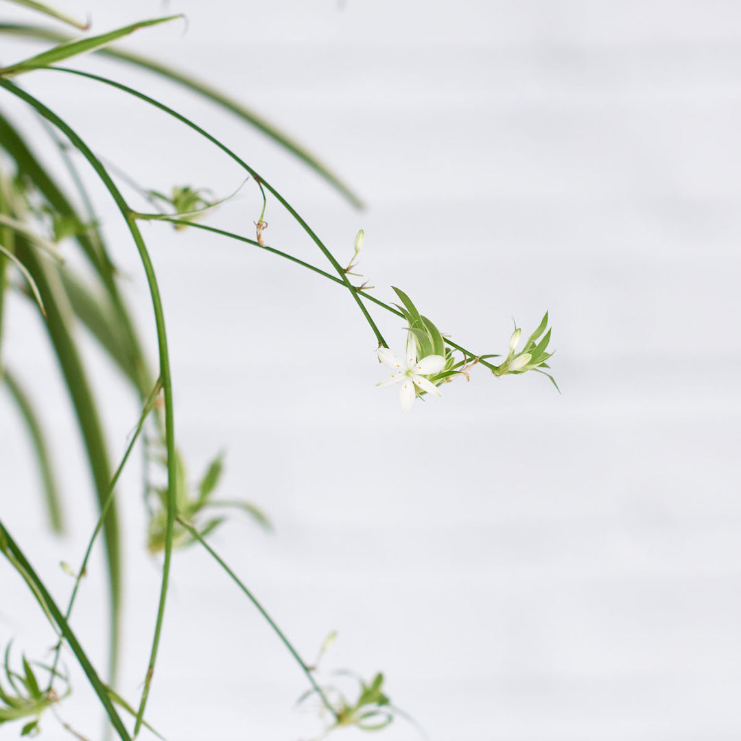Spider Plant Mossball (smaller plant) - Shop Online!