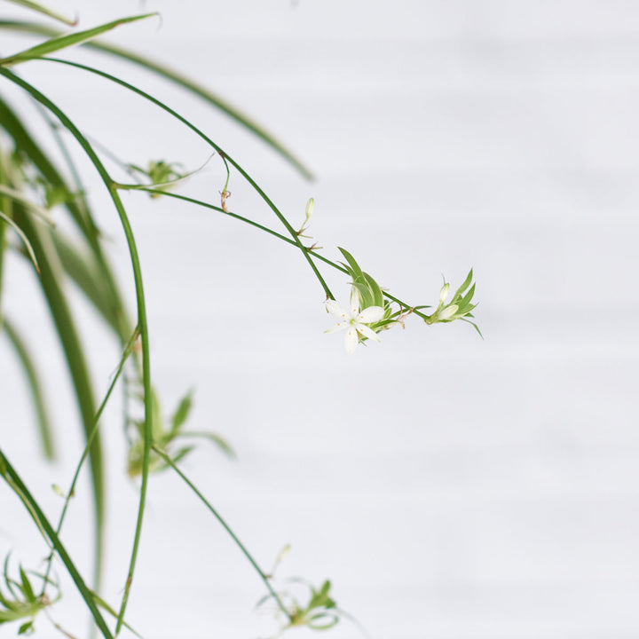 Spider Plant Mossball (smaller plant) - Shop Online!