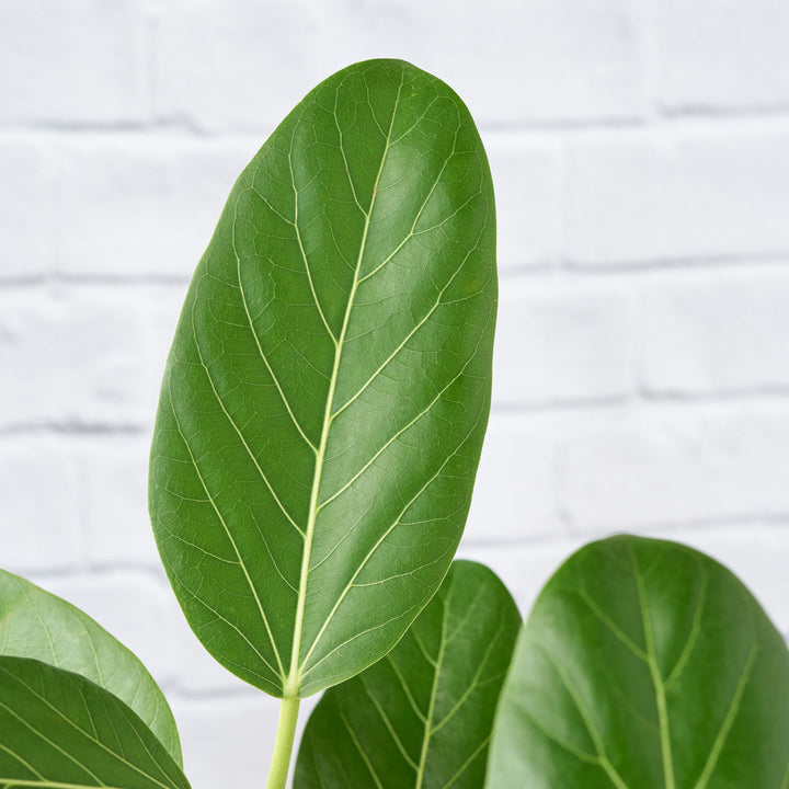 Ficus Audrey - LARGE - Shop Online!