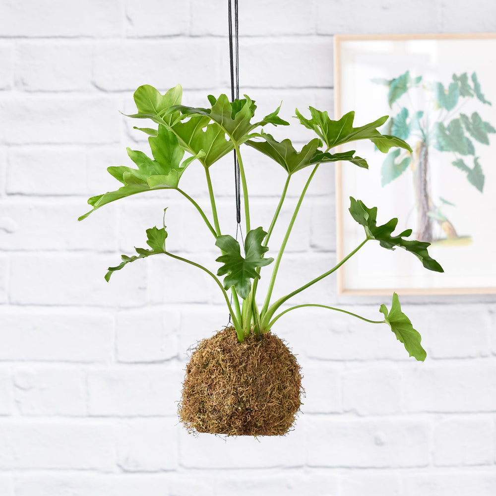 Philodendron Selloum Mossball - Shop Online!