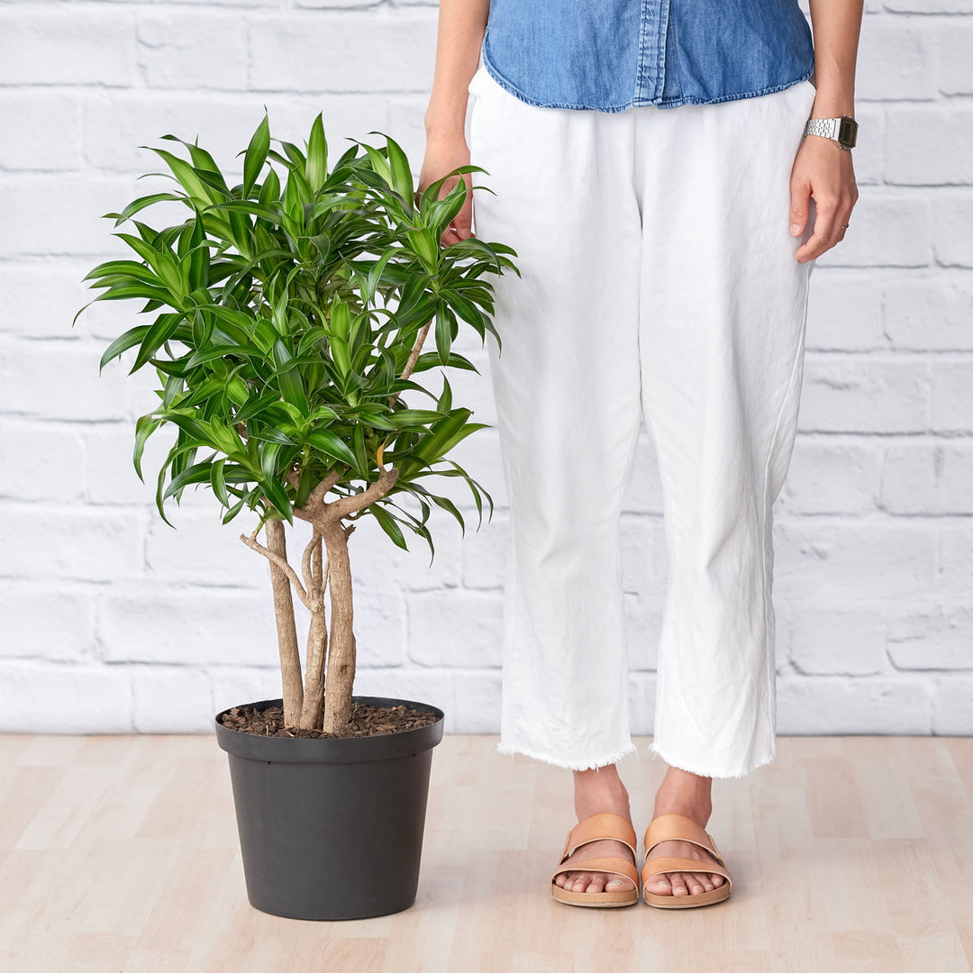 Dragon Tree - Song of Jamaica - Shop Online!