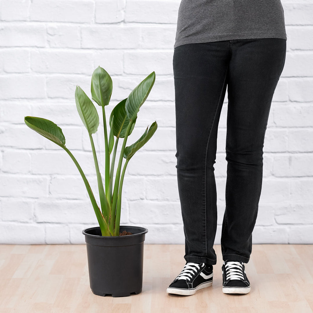 Bird of Paradise - Strelitzia Reginae - Shop Online!