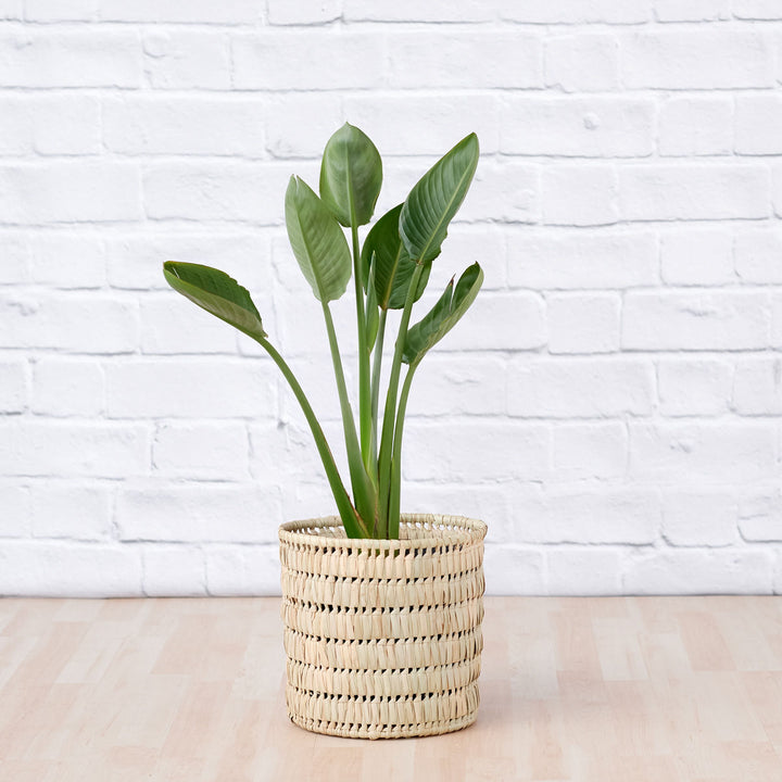 Bird of Paradise - Strelitzia Reginae - Shop Online!