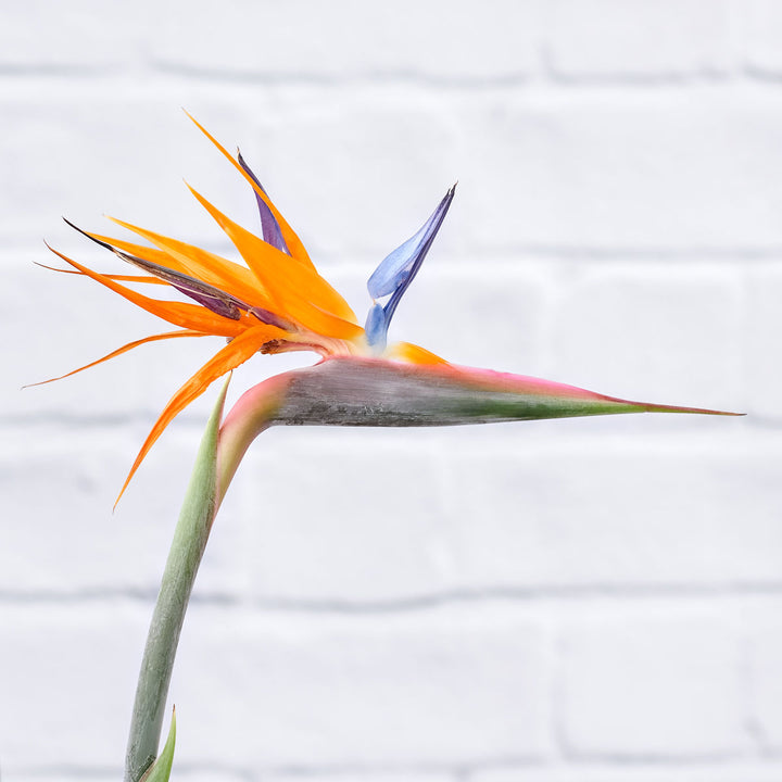 Bird of Paradise - Strelitzia Reginae - Shop Online!