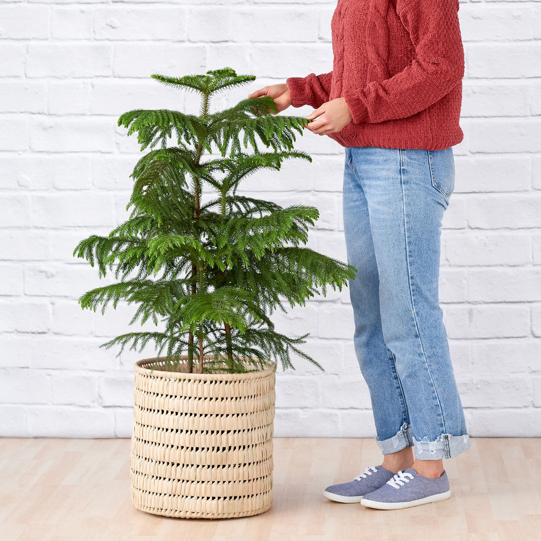 Norfolk Island Pine - Extra Large - Shop Online!