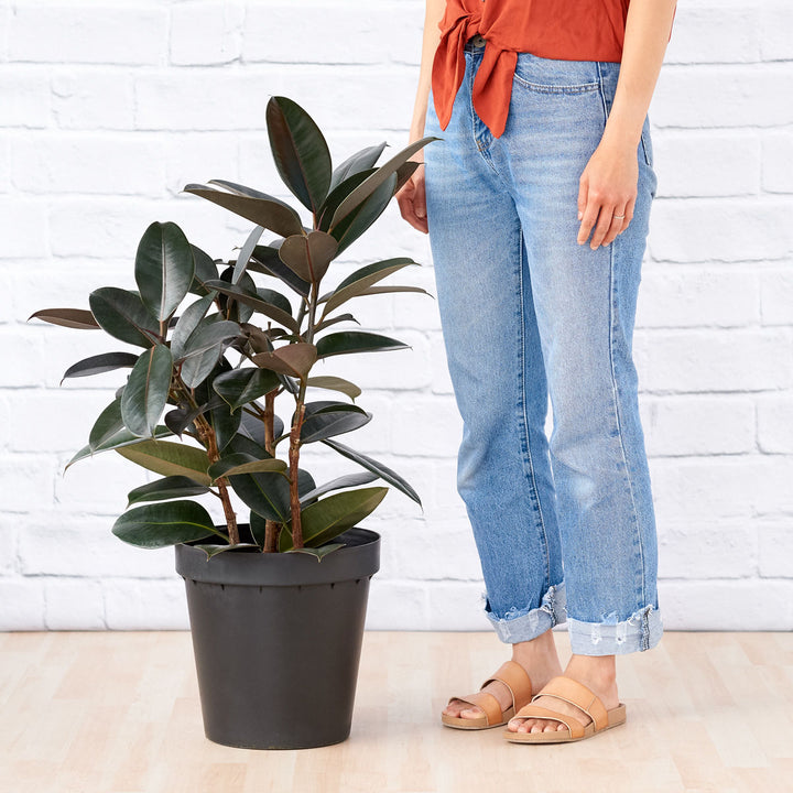 Rubber Tree - Abidjan - LARGE - Shop Online!