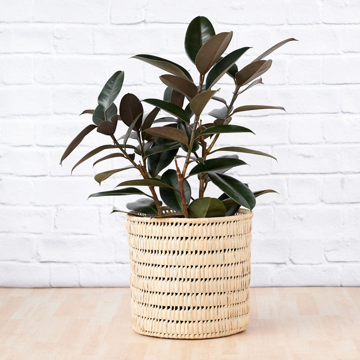 Rubber Tree - Abidjan - LARGE - Shop Online!