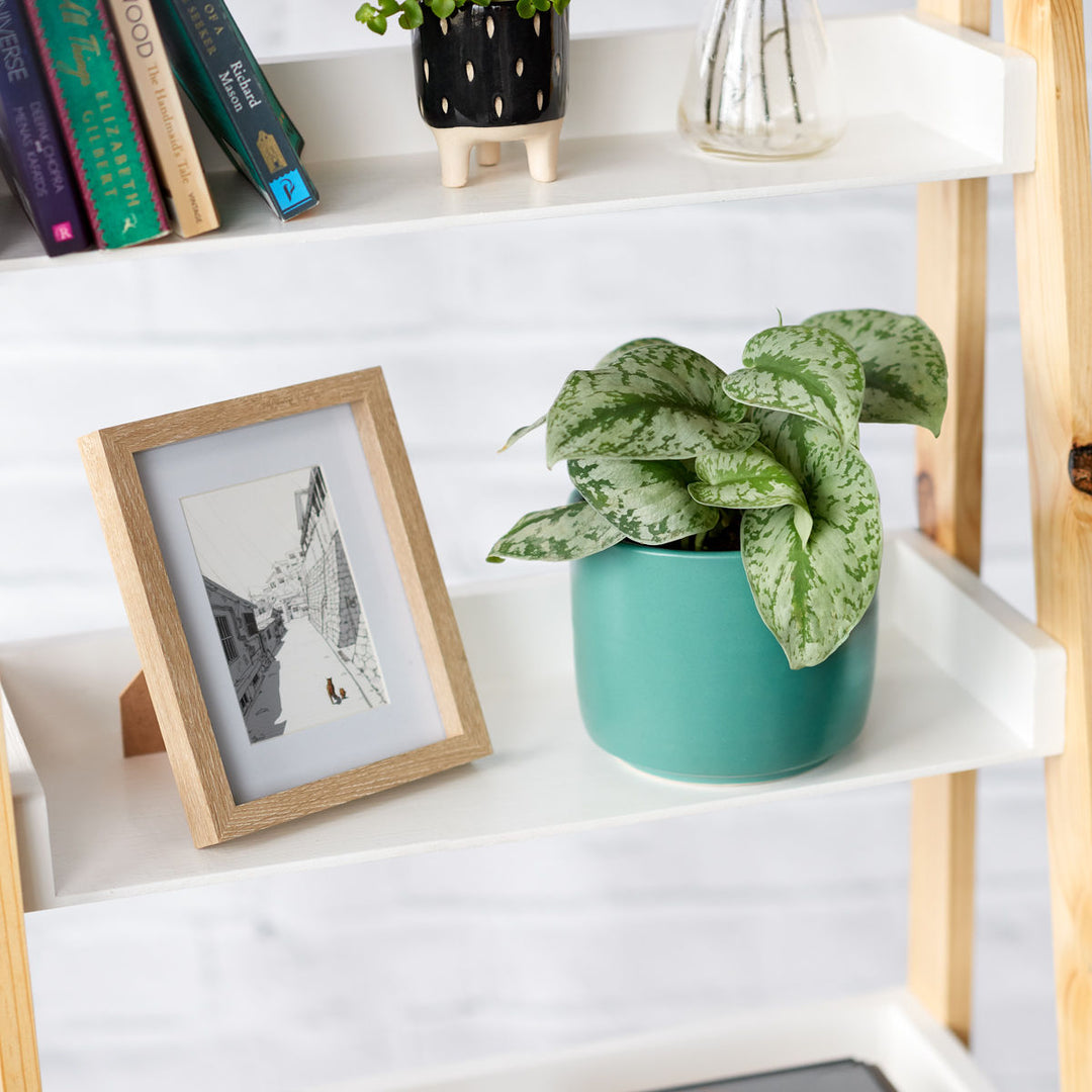 Pothos - Silver Splash - Shop Online!