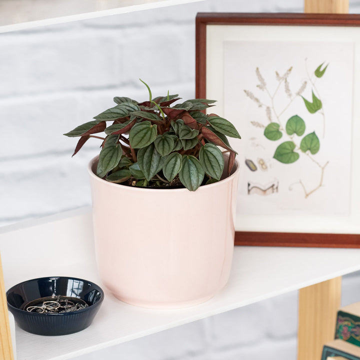 Peperomia Napoli Nights - Shop Online!
