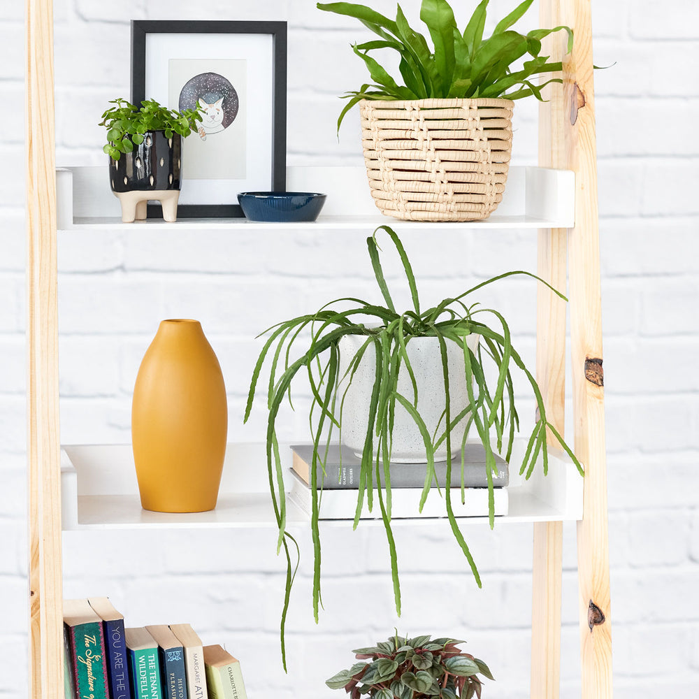 Pfeiffera Boliviana - Shop Online!