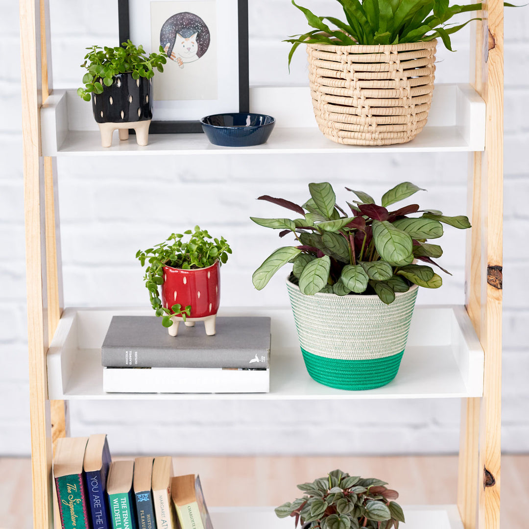 Ctenanthe Amagris - Shop Online!