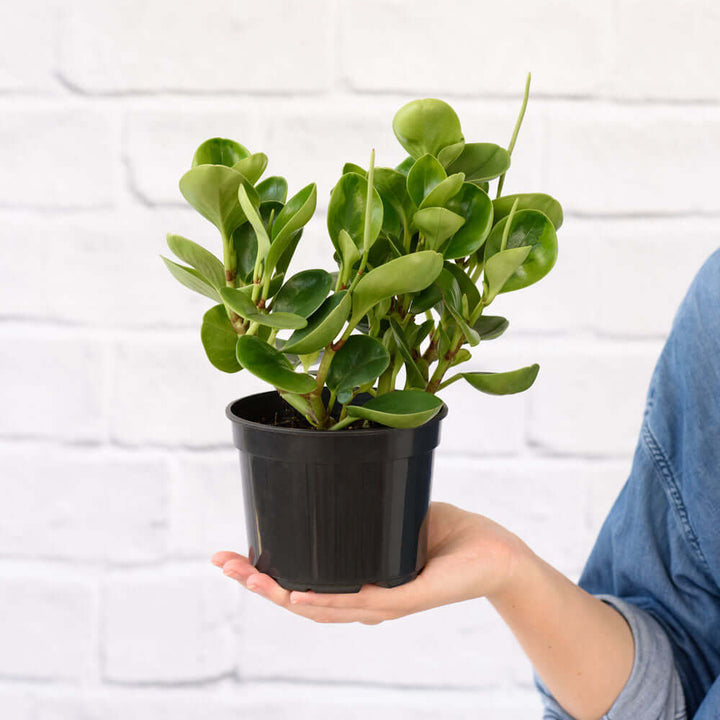 Baby Rubber Plant - Pixie Variegated - Shop Online!