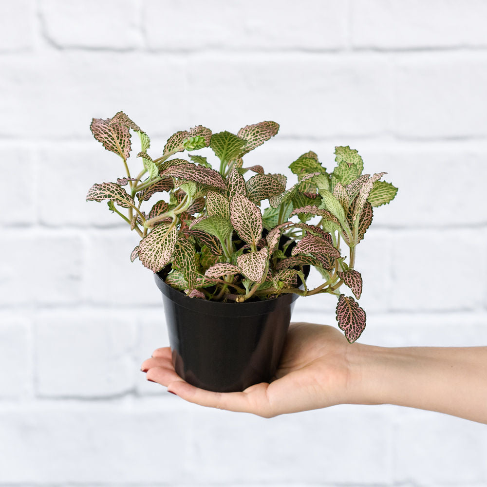 Nerve Plant - Pink - Shop Online!