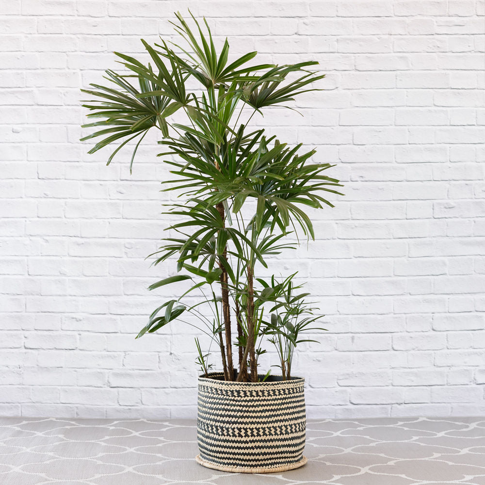 Broadleaf Lady Palm - Extra Large - Shop Online!