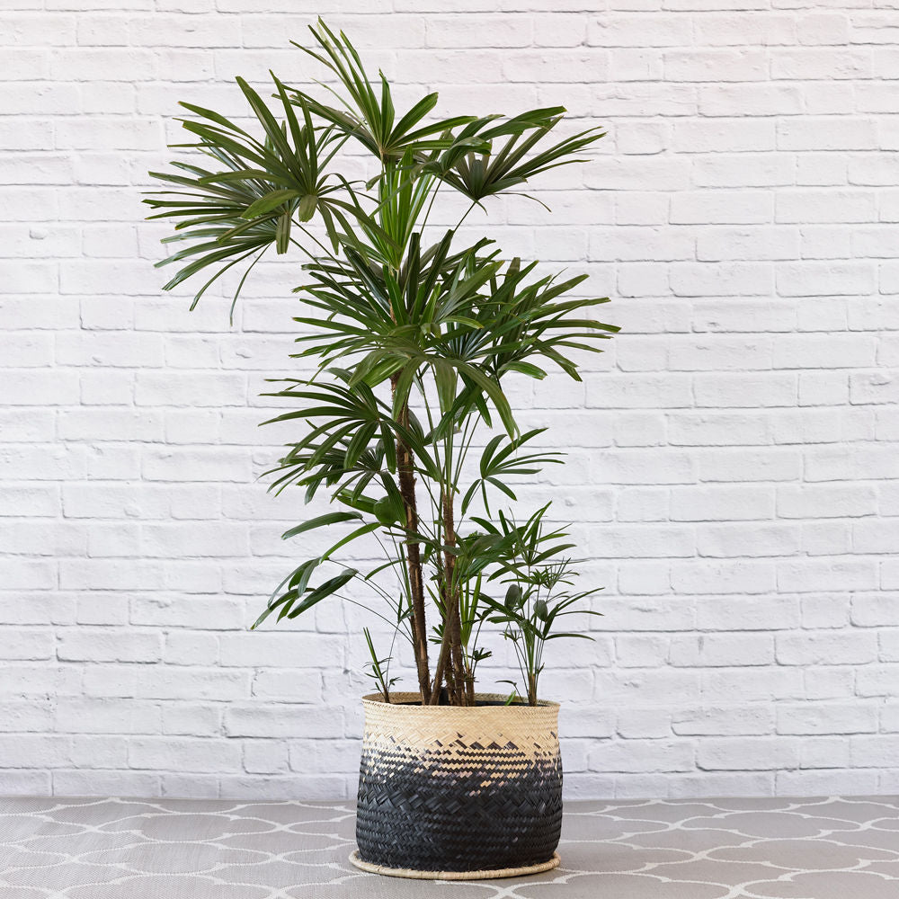 Broadleaf Lady Palm - Extra Large - Shop Online!