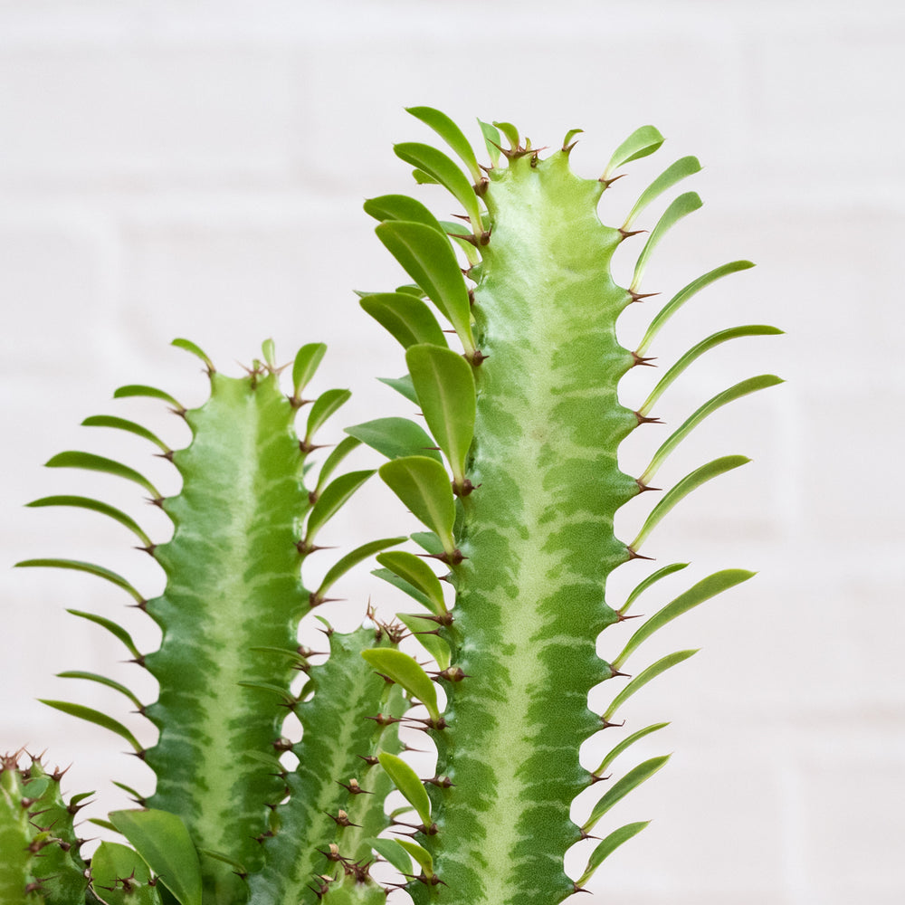 African Milk Tree - Shop Online!