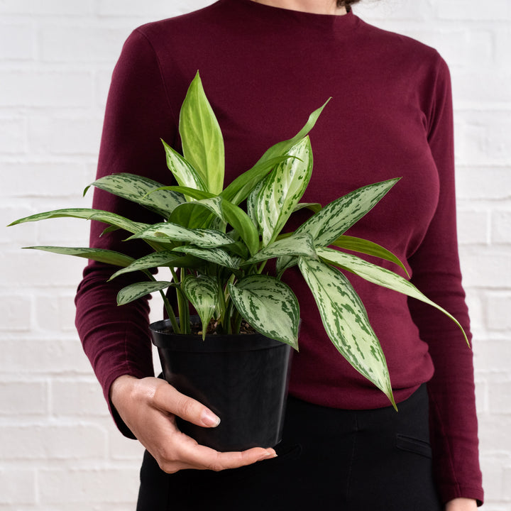 Chinese Evergreen - Silver Queen - Shop Online!