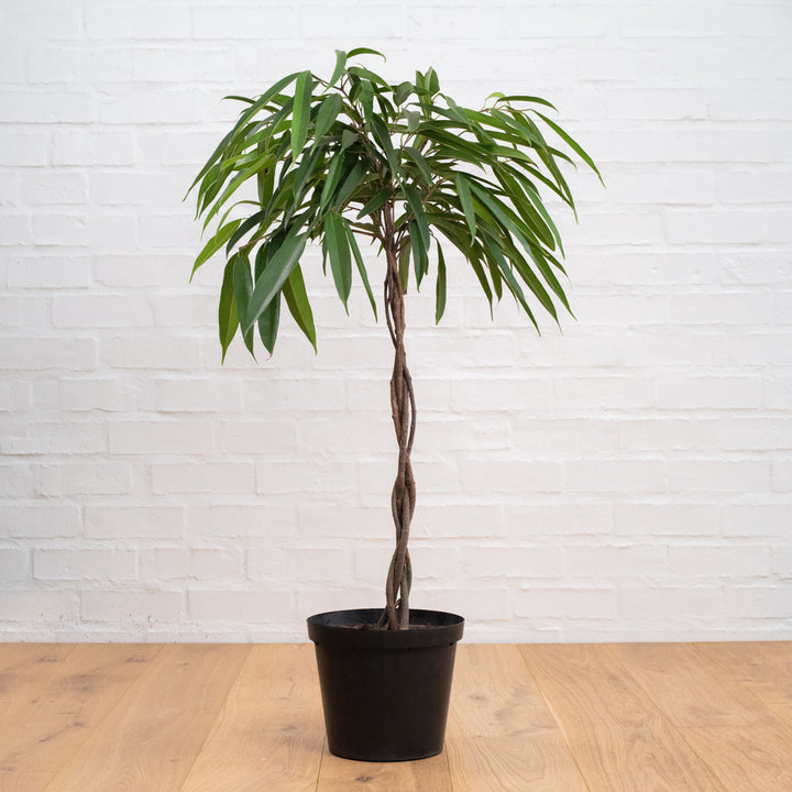 Ficus Longifolia - Shop Online!