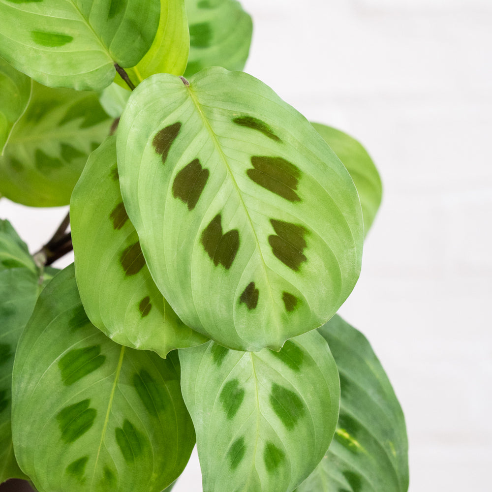 Prayer Plant - Kerchoveana - Shop Online!