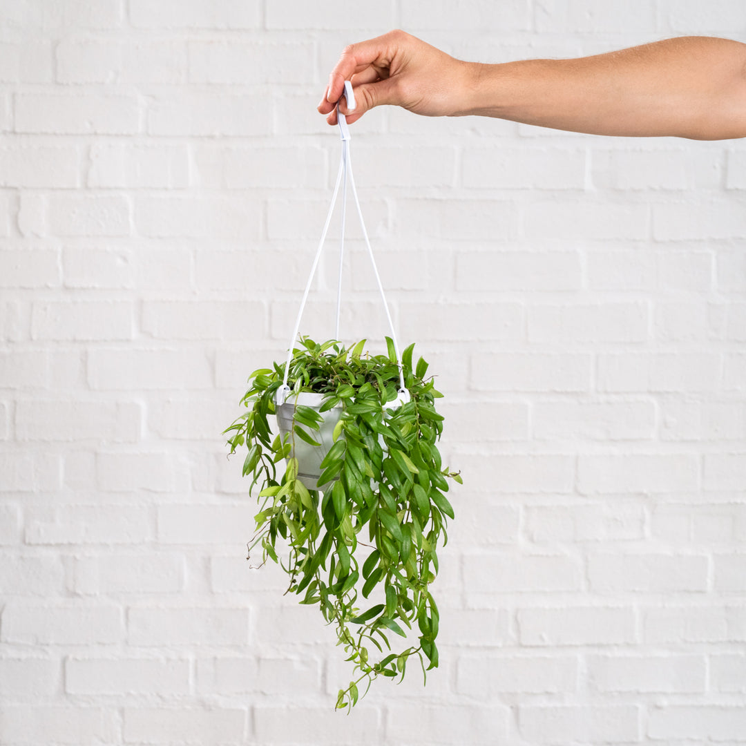 Lipstick Vine - Japhrolepis - Shop Online!