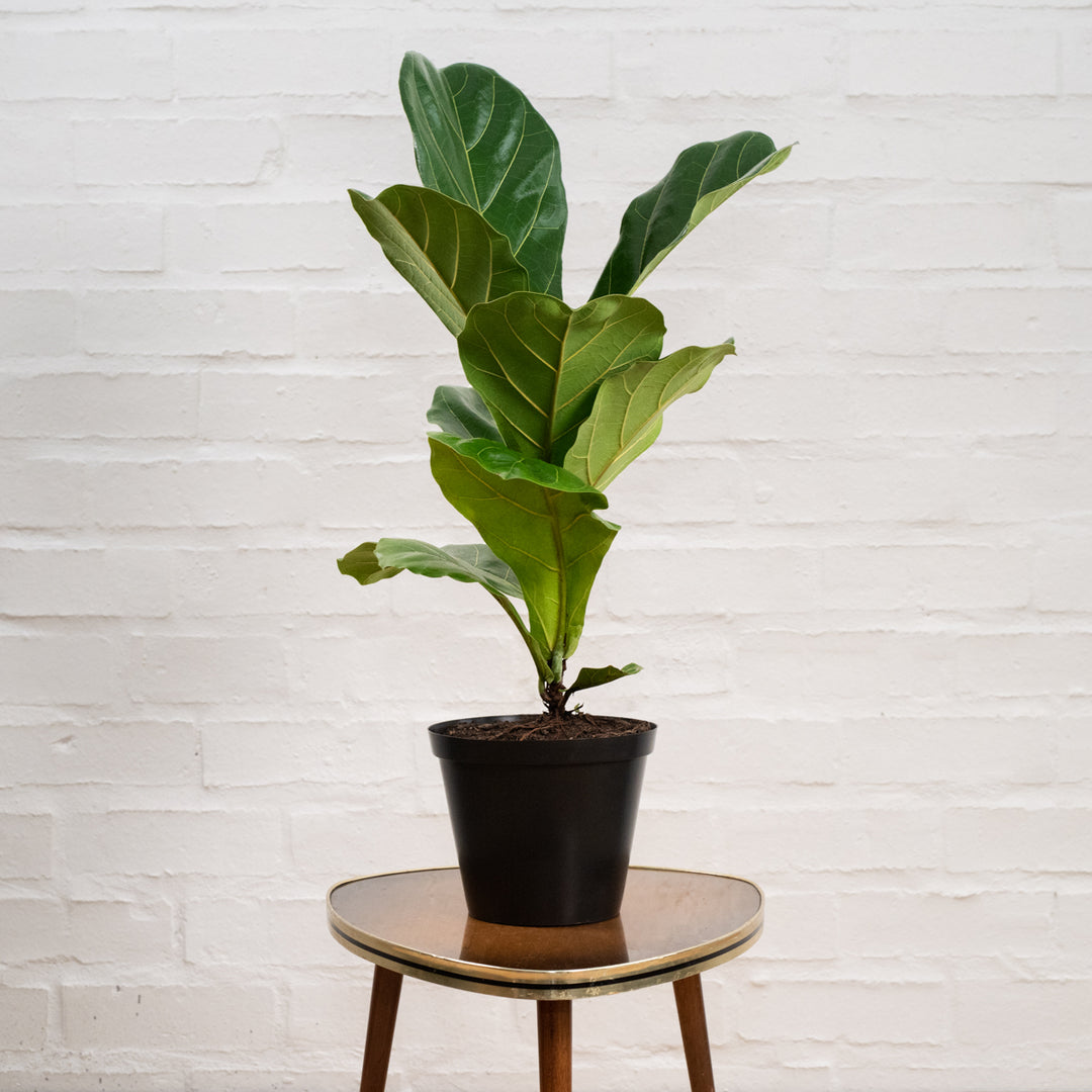Fiddle Leaf Fig - Shop Online!