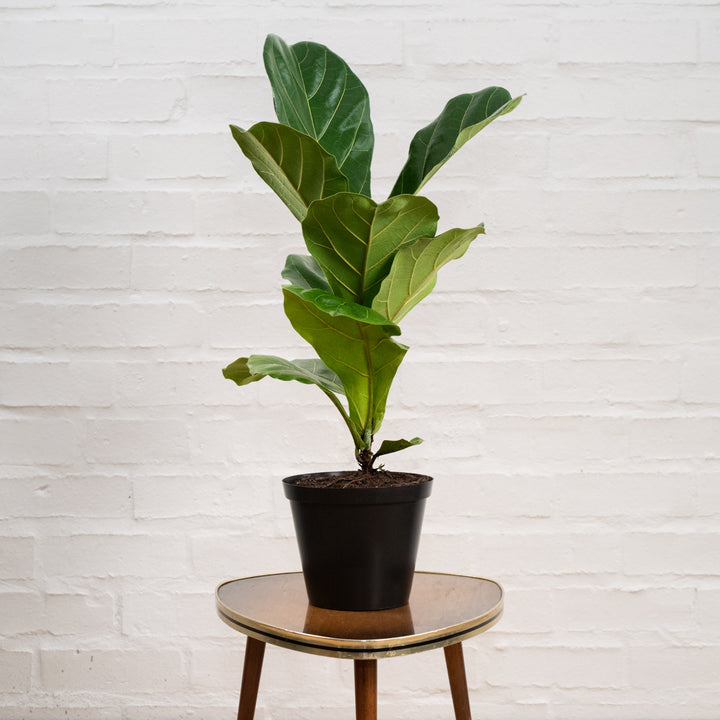 Fiddle Leaf Fig - Shop Online!