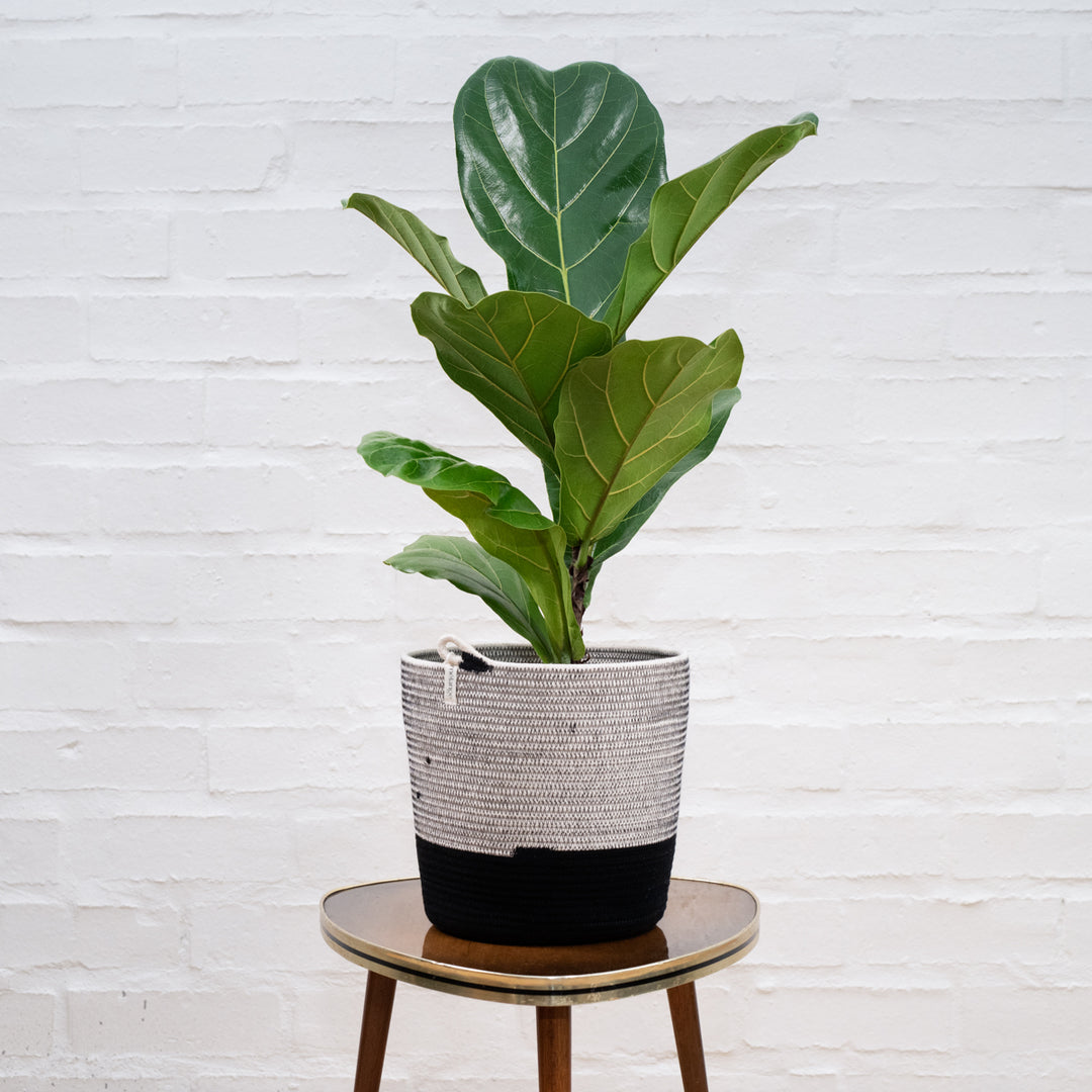 Fiddle Leaf Fig - Shop Online!