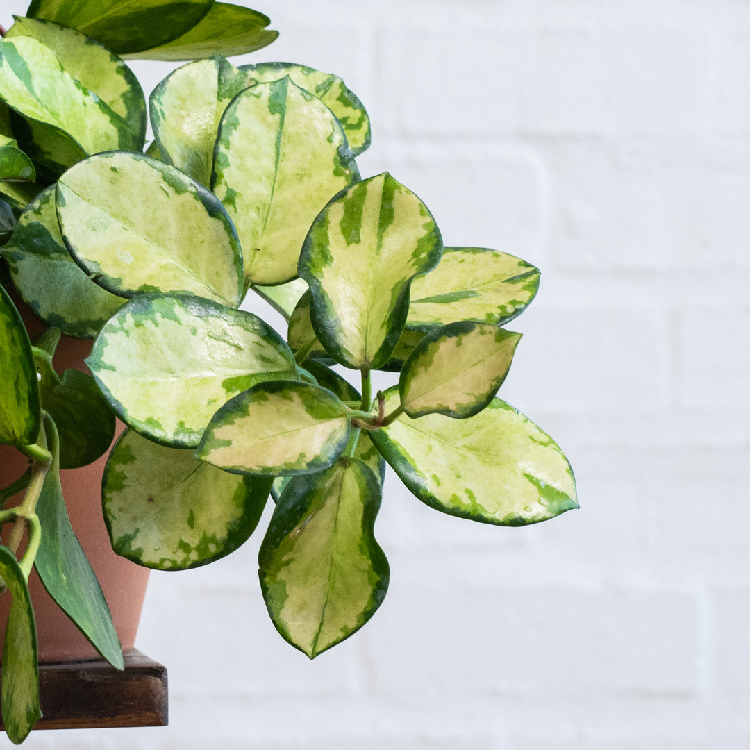Hoya Australis - Variegated - Shop Online!